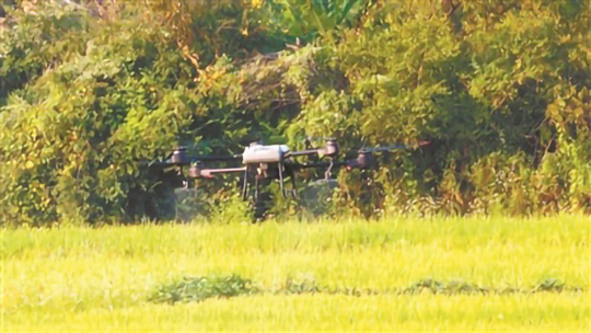 無人機飛防為稻田病蟲害保駕護航(圖1)